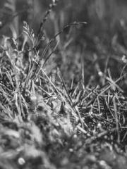 Meng Jinyu Gu Jingxi