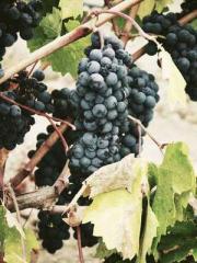 Lin Feng Lin Yun Yao