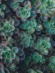 The Realm of the Dao