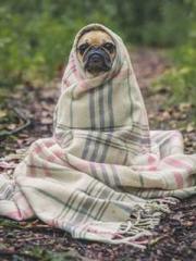 The Legend of the Dr