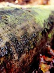 lt;lt;Waste Material