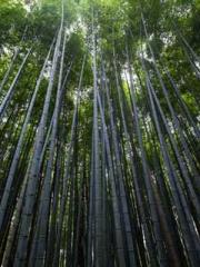 King of the Nine Pro